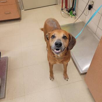 Rescue Terrier and Mixed Breed Dogs for Adoption in Bossier City, Louisiana - Pistachio | PetCurious