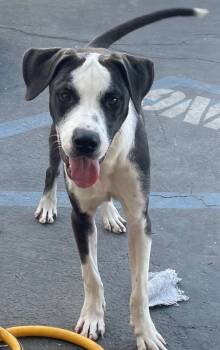 Rescue Pit Bull Terrier and Mixed Breed Dogs for Adoption in Los Angeles, California - Tuxedo (Tux) | PetCurious