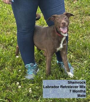 Rescue Labrador Retriever Dogs for Adoption in Blue Springs, Missouri - Shamrock | PetCurious