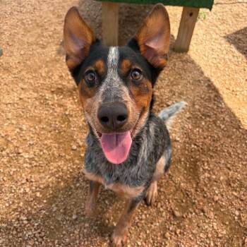 Poppy KCAC #648.26 -  Australian Cattle Dog Blue Heeler and Mixed Breed Dog for Adoption in Kerrville, Texas - Poppy KCAC #648.26 | PetCurious