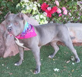 FIONA -  American Staffordshire Terrier and Mixed Breed Dog for Adoption in Oklahoma City, Oklahoma - FIONA | PetCurious