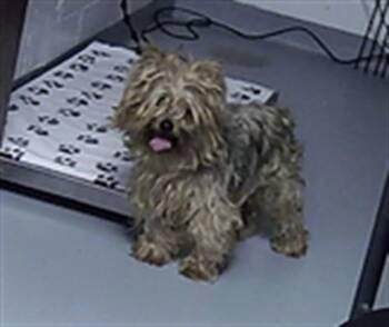 Yorkshire Terrier Dogs Available for Adoption in St. Cloud, Florida - CALZONE | PetCurious