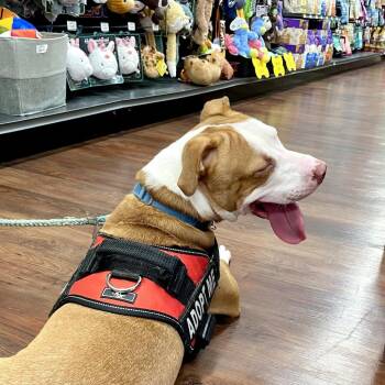 Gobie -  Labrador Retriever and Mixed Breed Dog for Adoption in Hopkinton, Massachusetts - Gobie | PetCurious
