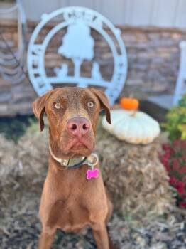 Rescue Chocolate Labrador Retriever and Mixed Breed Dogs for Adoption in Aiken, South Carolina - Oakley | PetCurious