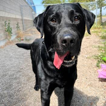 River -  Labrador Retriever Dog for Adoption in Lindon, Utah - River | PetCurious