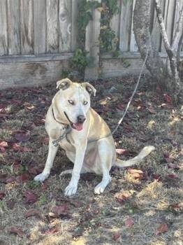 MILLIE -  Siberian Husky and Pit Bull Terrier Dog for Adoption in Salinas, California - MILLIE | PetCurious