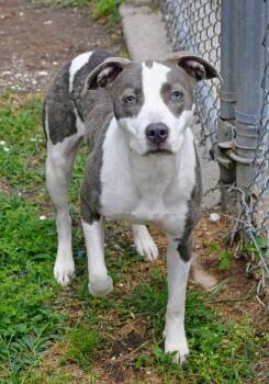 Terrier Dogs Available for Adoption in Silsbee, Texas - Pocahontas #A-141583 | PetCurious