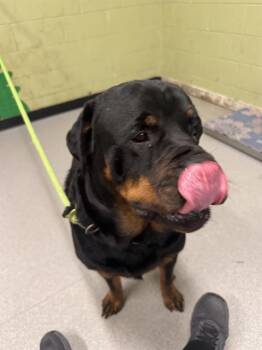 Rottweiler Dogs Available for Adoption - HARDY | PetCurious