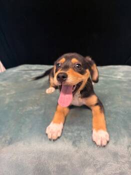 Trudy -  Beagle Dog for Adoption in Mount Laurel Township, New Jersey - Trudy | PetCurious