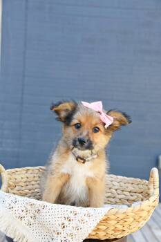 Frizzi -  Cairn Terrier Dog for Adoption in Salt Lake City, Utah - Frizzi | PetCurious