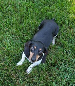 Olivia -  Dachshund Dog for Adoption in Sioux Falls, South Dakota - Olivia | PetCurious