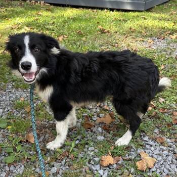 Yogi -  Border Collie Dog for Adoption - Yogi | PetCurious