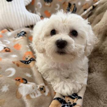 Wendy -  Poodle and Coton De Tulear Dog for Adoption in Las Vegas, Nevada - Wendy | PetCurious