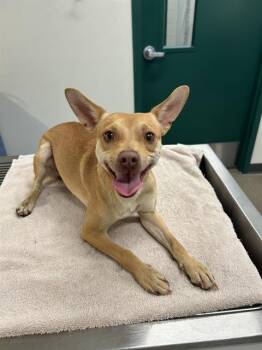 Rescue Chihuahua and Mixed Breed Dogs for Adoption in Globe, Arizona - TONY | PetCurious