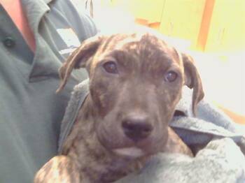 ANASTASIA -  German Shepherd Dog and Pit Bull Terrier Dog for Adoption in Sacramento, California - ANASTASIA | PetCurious