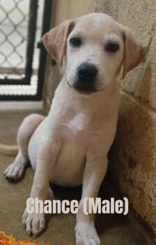 Rescue Labrador Retriever Dogs for Adoption in Rockford, Illinois - Chance | PetCurious