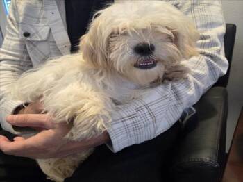 Maltese Dogs Available for Adoption - A046818 | PetCurious