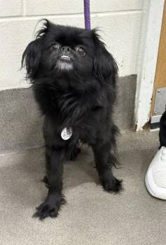 Pekingese Dogs Available for Adoption - MIDNIGHT | PetCurious