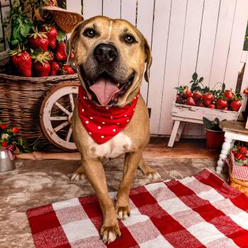 American Staffordshire Terrier and Pit Bull Terrier Dogs Available for Adoption in Oak Ridge North, Texas - Barney | PetCurious