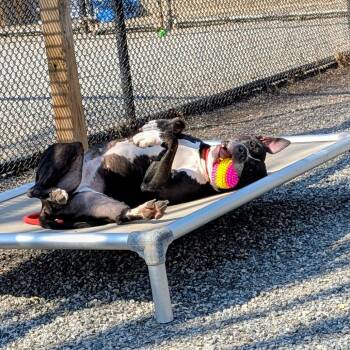 Mixed Breed and Pit Bull Terrier Dogs Available for Adoption in York, Pennsylvania - Bela | PetCurious