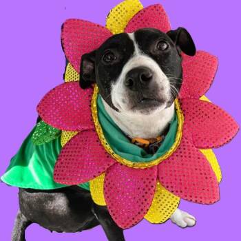 Dandelion -  Mixed Breed Dog for Adoption in Lakeland, Florida - Dandelion | PetCurious