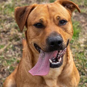 Rescue Mixed Breed Dogs for Adoption in Myrtle Beach, South Carolina - Rigby | PetCurious