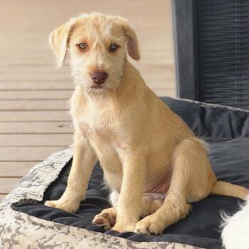 Schnauzer Dogs Available for Adoption - Patti | PetCurious