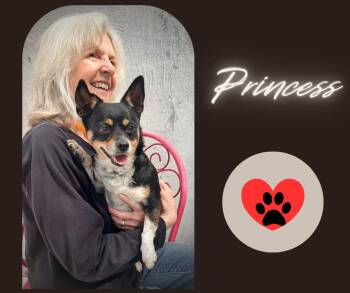 Rescue Rat Terrier Dogs for Adoption in Albuquerque, New Mexico - Princess | PetCurious