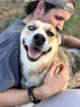 Rescue Mixed Breed Dogs for Adoption in Franklin, Kentucky - Chloe | PetCurious