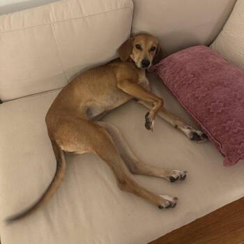 Roo -  Retriever and Mixed Breed Dog Available for Adoption in New York, New York - Roo | PetCurious