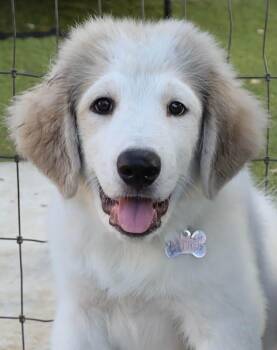 Georgie -  Great Pyrenees Dog for Adoption in Southlake, Texas - Georgie | PetCurious