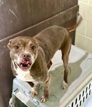 Rescue American Bulldog Dogs for Adoption in Crossville, Tennessee - ANNIE | PetCurious