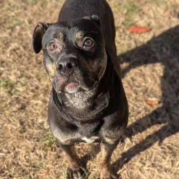 Rescue Mixed Breed Dogs for Adoption in Benton Harbor, Michigan - Kobe | PetCurious