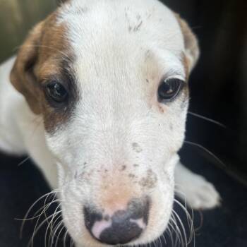 Pit Bull Terrier Dogs Available for Adoption in Birmingham, Alabama - Jane | PetCurious