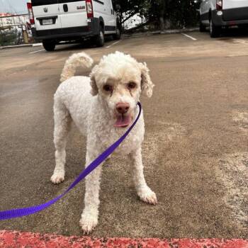 Calvin -  Poodle Dog for Adoption in Houston, Texas - Calvin | PetCurious