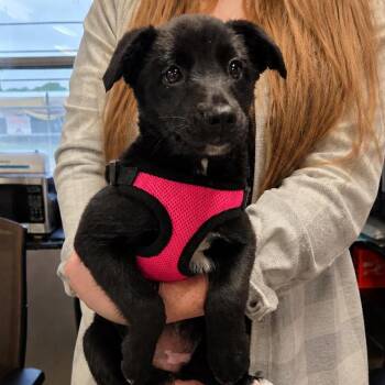 Shepherd Dogs Available for Adoption in Jasper, Indiana - Violet | PetCurious