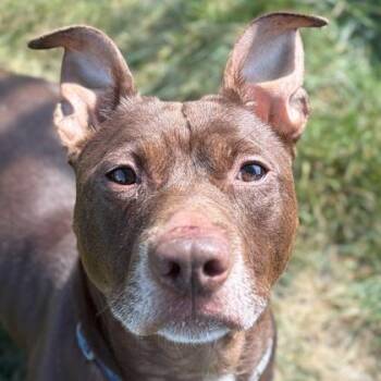 Scooter -  Pit Bull Terrier and Dachshund Dog for Adoption in Jefferson, Wisconsin - Scooter | PetCurious