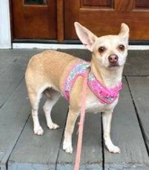 Chihuahua Dogs Available for Adoption in Irmo, South Carolina - Tess | PetCurious