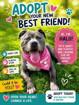 Staffordshire Bull Terrier Dogs Available for Adoption in Cleveland, Ohio - Halo | PetCurious