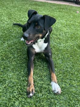 Avalon - 30lbs -  Whippet and Miniature Pinscher Dog for Adoption in Burbank, California - Avalon - 30lbs | PetCurious