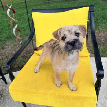 Caliope -  Schnauzer and Terrier Dog for Adoption in Baker, Louisiana - Caliope | PetCurious