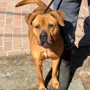 Diamond -  Pit Bull Terrier Dog for Adoption in Oceanside, New York - Diamond | PetCurious