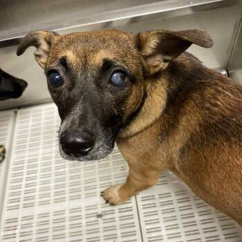 Rescue Feist and Mixed Breed Dogs for Adoption in Milan, Pennsylvania - Mad Hatter | PetCurious