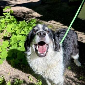 Riptide -  Great Pyrenees and Border Collie Dog for Adoption in Incline Village, Nevada - Riptide | PetCurious