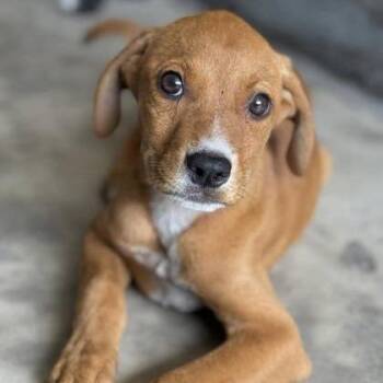 Diva -  Hound and Mixed Breed Dog for Adoption in North Charleston, South Carolina - Diva | PetCurious