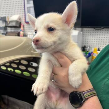 Rory -  Husky and Mixed Breed Dog for Adoption in Montgomery, Alabama - Rory | PetCurious