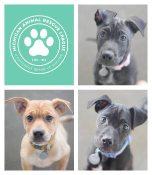 Labrador Retriever and Pit Bull Terrier Dogs Available for Adoption - Indigo, Lotus & Ren | PetCurious