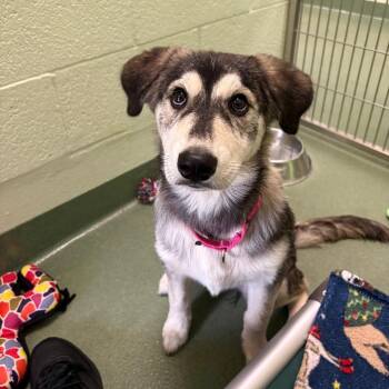 Siberian Husky Dogs Available for Adoption - Penny | PetCurious