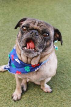 Brunson -  Pug Dog for Adoption in Gardena, California - Brunson | PetCurious