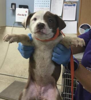 COOKIE -  Pit Bull Terrier Dog for Adoption in Riverside, California - COOKIE | PetCurious